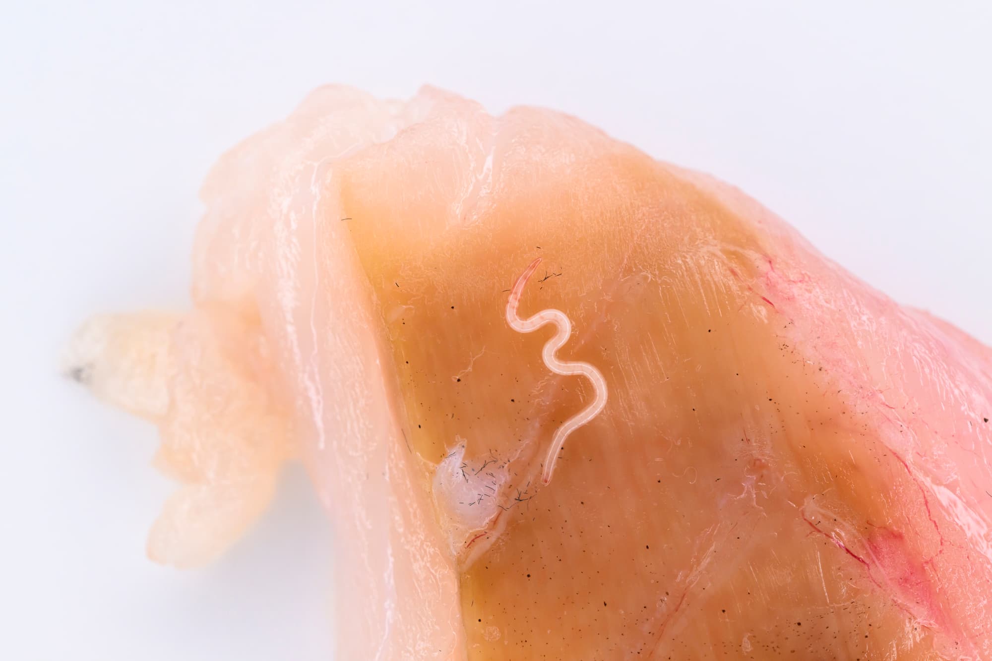 アニサキスの原因